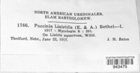 Dicaeoma liatridis image